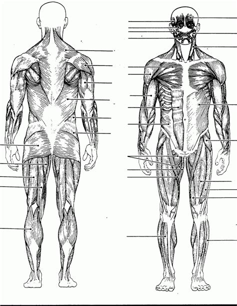 Printable Blank Muscle Diagram